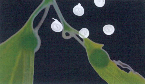 圖片6: 《觀聽的邊境--微觀世界》(植/物/像)     At the Edge of Perception A Microscopic World (Flora Anima)